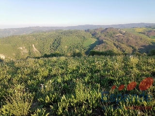 zoom immagine (Terreno agricolo a loiano in posizione panoramica prevalentemente seminativo oltre a pascolo e bosc)